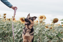 Load image into Gallery viewer, Convertible Hands-Free Biothane Leash