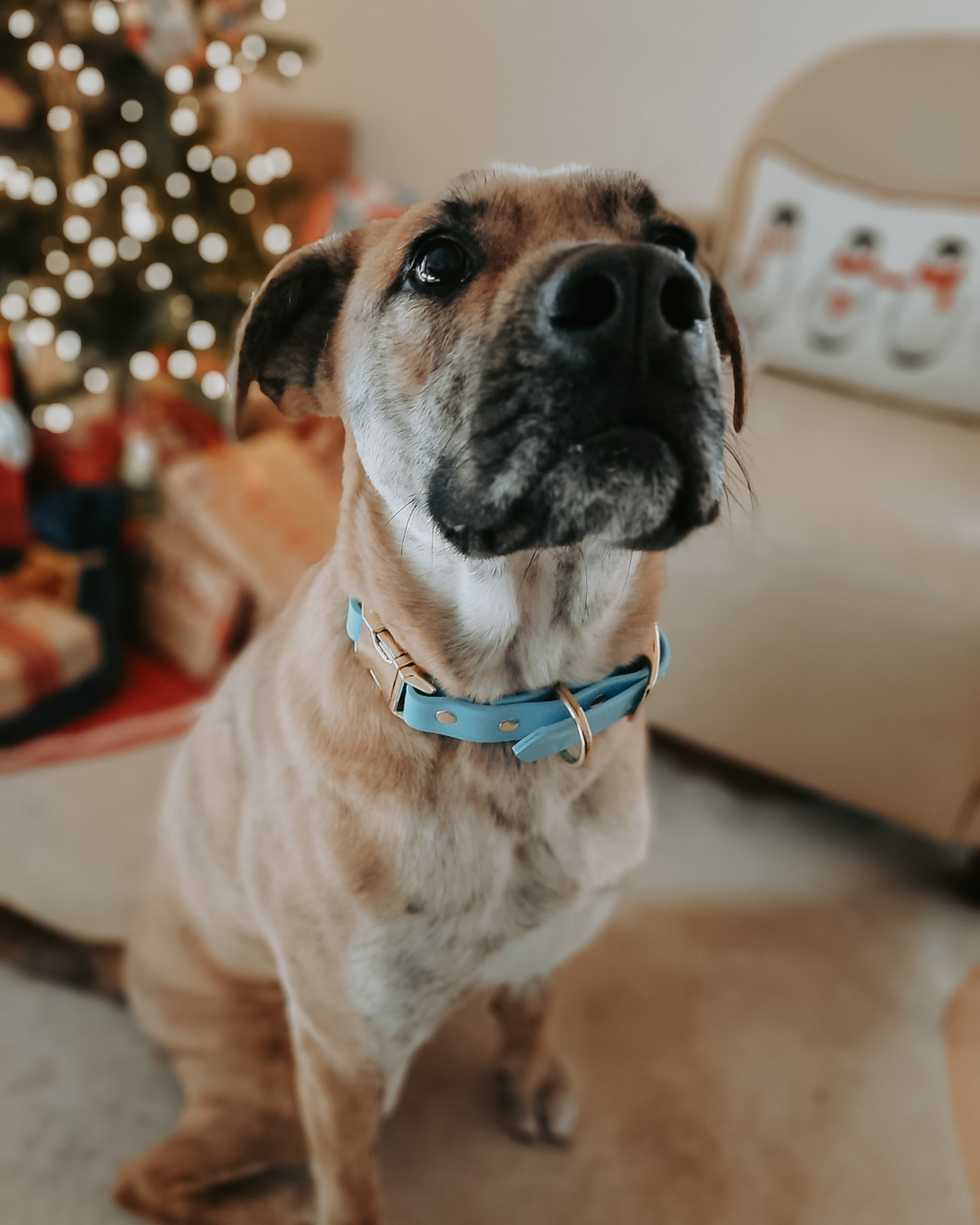 Quick Release Adjustable Biothane Collar 3/4