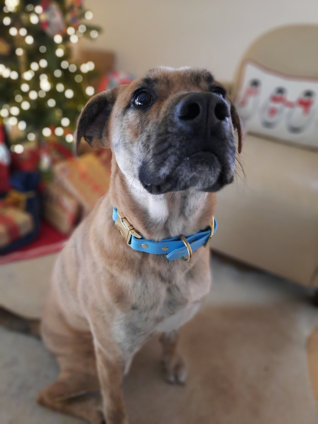 Quick Release Adjustable Biothane Collar - 3/4