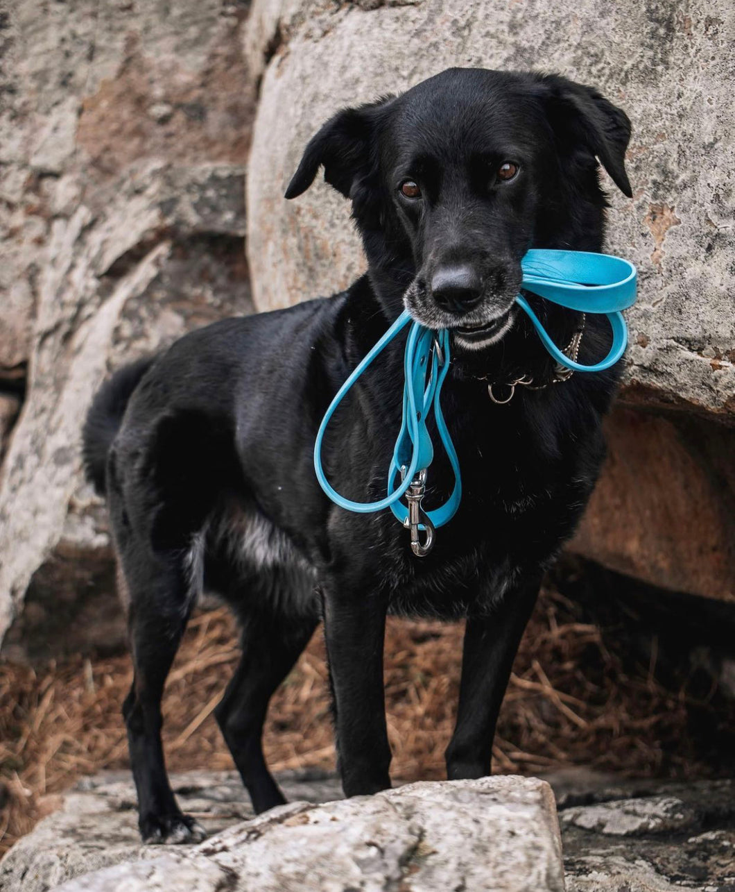 Biothane® Dog Leash